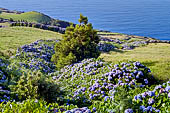 Azzorre, Isola Sao Jorge -  I pascoli sugli altopiani contornati da siepi di ortensie. 